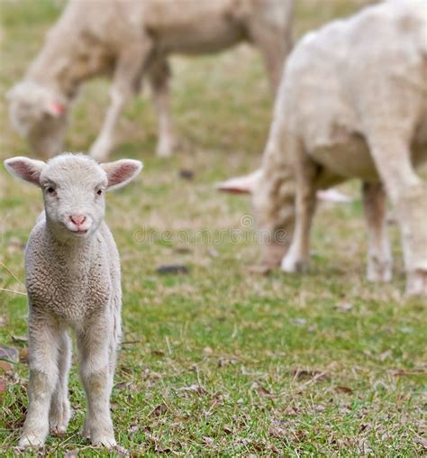 Cute baby lamb stock image. Image of beautiful, lamb, sheep - 7040963