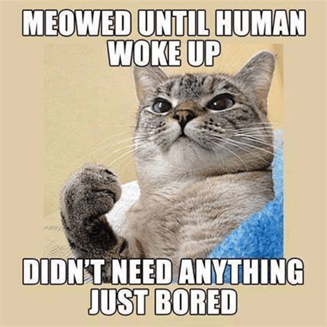 Hilarious Cat Memes to Make You Laugh Right Meow