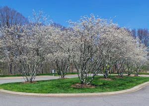 Serviceberry, Amelanchier spp. – Wisconsin Horticulture