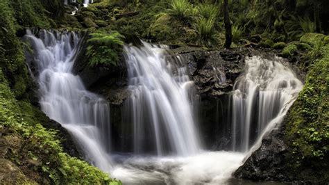 Download Green Tree Forest Nature Waterfall HD Wallpaper