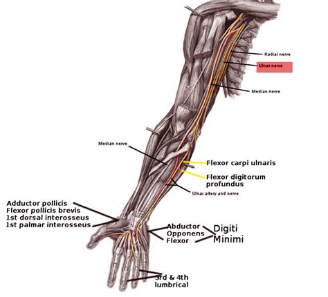 Anatomy, Shoulder and Upper Limb, Ulnar Nerve - StatPearls - NCBI Bookshelf