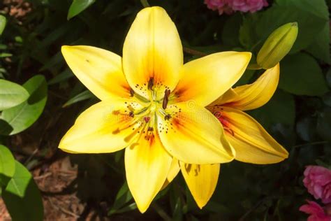 Golden stargazer lily stock photo. Image of yellow, stargazer - 95173798