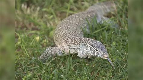 Huge Nile Monitor Lizard