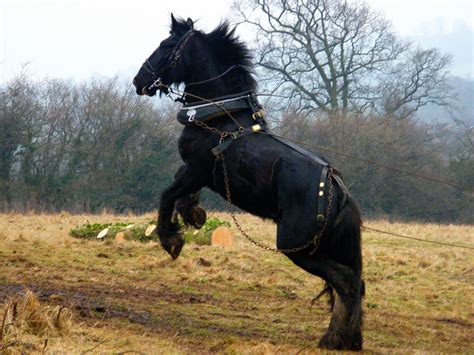 colorful pictures of draught horses | Black Shire Horse | Horses, Shire ...