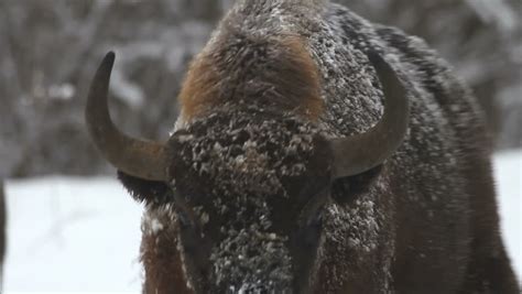 Bison in the Winter Stock Footage Video (100% Royalty-free) 1045579 ...