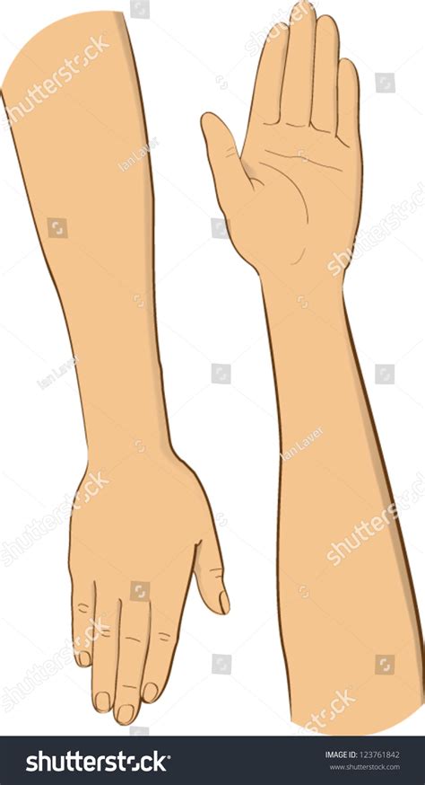 Vector Illustration Two Arms With Hands - 123761842 : Shutterstock