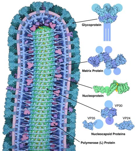 PDB-101: Molecule of the Month: Ebola Virus Proteins