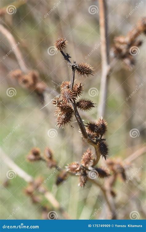 Cocklebur seed stock image. Image of detail, beautiful - 175749909