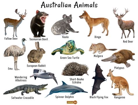 Australian Animals List, Facts, Conservation, Pictures