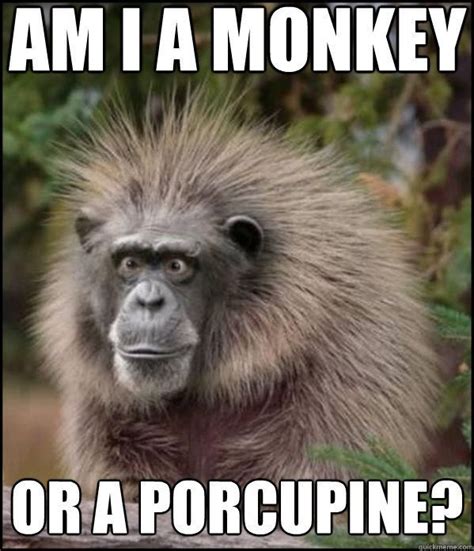 monkey memes funny - Google Search | Monkeys funny, Make funny faces ...