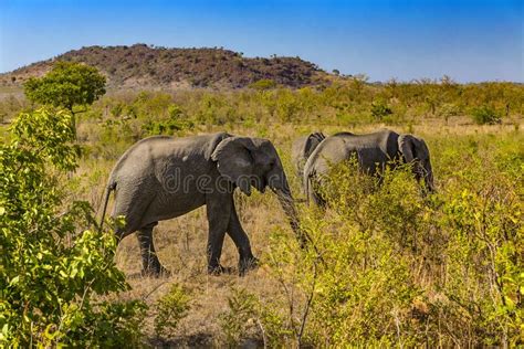 Elephants, Kruger National Park Stock Photo - Image of national ...