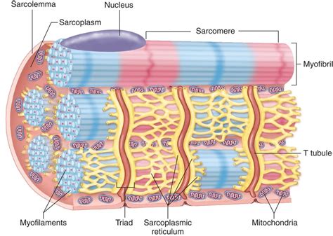 Chapter 17 Muscle Contraction Diagram | Quizlet