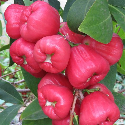 Jambu Wax Apple Plant ( Black King Kong ) *Coming Soon!* – Gardens of ...