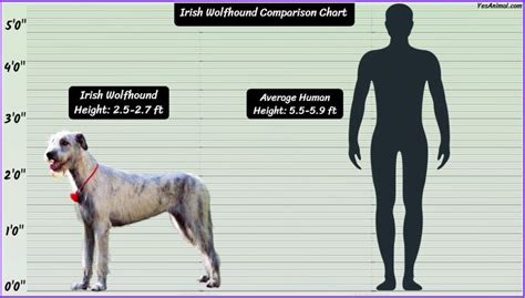 Irish Wolfhound Size: How Big Are They Compared To Others?