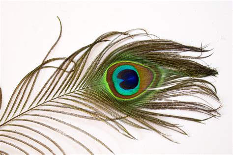 Peacock Feathers 4 Free Stock Photo - Public Domain Pictures