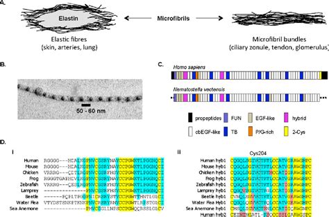 New insights into the structure, assembly and biological roles of 10-12 ...