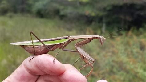 Praying Mantis When Do They Lay Eggs - Infoupdate.org