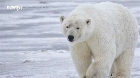 Polar bears don't hibernate through summer starvation