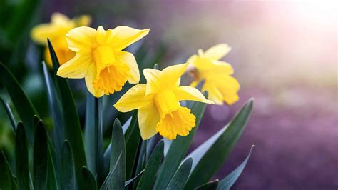 10 Types Of Yellow Daffodils - A-Z Animals