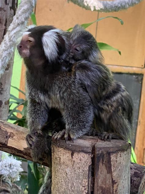 New arrivals at Langkawi Wildlife Park - Penang Hyperlocal