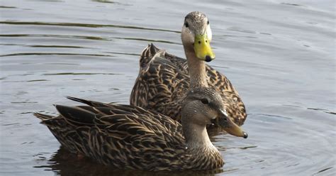 Duck migration patterns not up to them