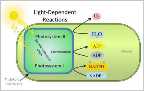 Light Reaction: Reaction Steps, Photosynthesis with Examples and Videos