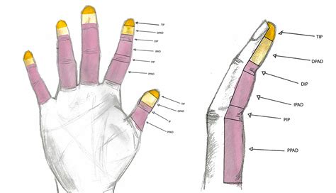 Why Sense of Touch Varies Among Individuals | News | New York Tech