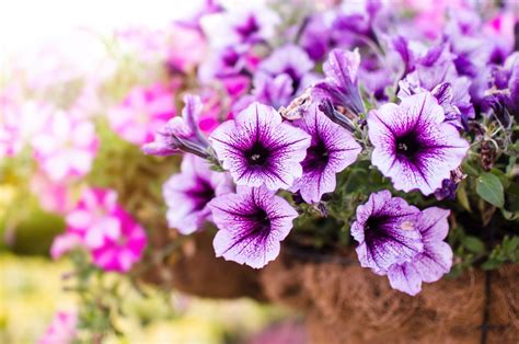 How To Grow Petunias - Care & Growing Tips | Horticulture™