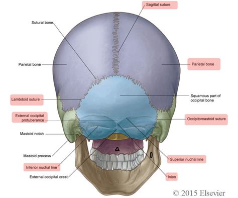 Skull - Posterior view Diagram | Quizlet