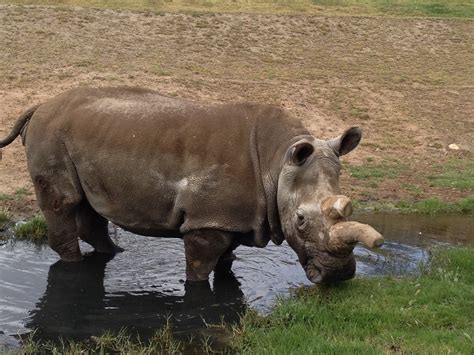 Death of the Last Male Northern White Rhino | International Rhino ...