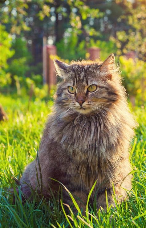 Siberian Cat: A Complete Guide to the Unique Siberian Forest Cat