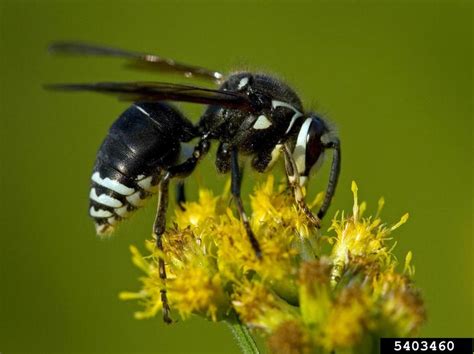 baldfaced hornet, Dolichovespula maculata (Hymenoptera: Vespidae) - 5403460