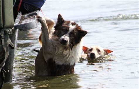 Animal flood rescue | Bangkok Post: learning