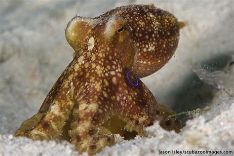 Ocellated octopus (octopus mohoti) by Jason Isley, via Flickr Octopus ...