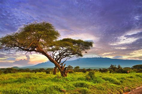 Pictures of the Snow-covered Kilimanjaro in Kenya Stock Photo - Image ...