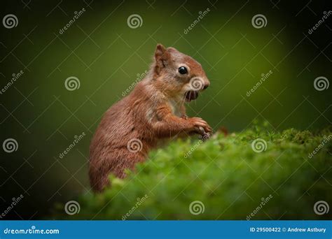 Red Squirrel Baby. Stock Photography - Image: 29500422