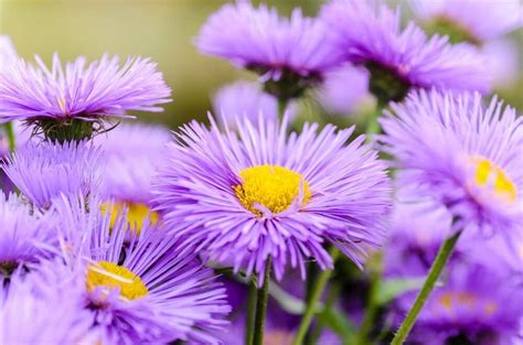 Aster Flower Meaning In Kannada | Best Flower Site