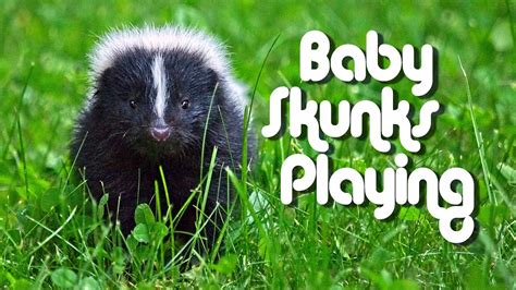 Baby Skunks Playing - YouTube