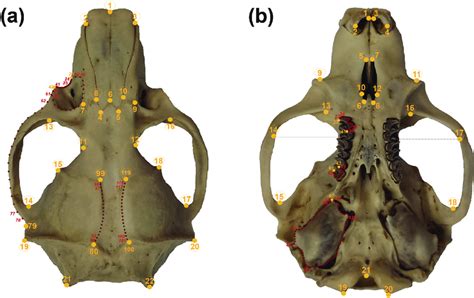 Landmarks (semi-landmarks) configuration for the skull. (a) Dorsal side ...