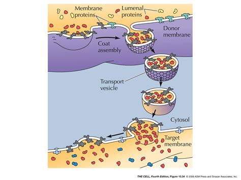 ER - Golgi - Lysosomes