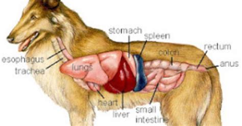 Dog Heart Disease and how to prevent it - Doglopedix