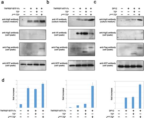 Enhanced secretion of Fc-fusion proteins and monoclonal antibodies. (a ...