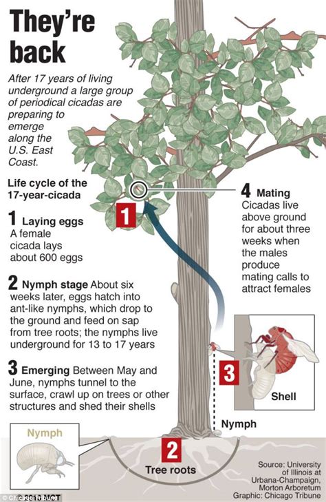 Cicadas Life Cycle