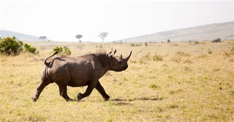 Rhino Speed: Just How Fast Can Rhinos Run Anyway? - A-Z Animals