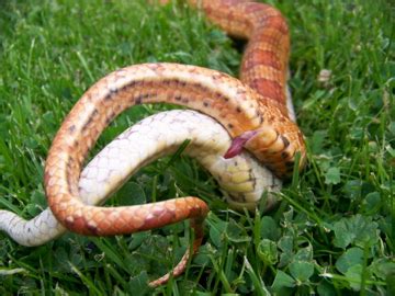 Corn Snake Breeding