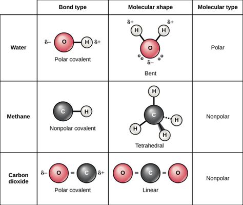 Covalent Bonds | Biology for Majors I