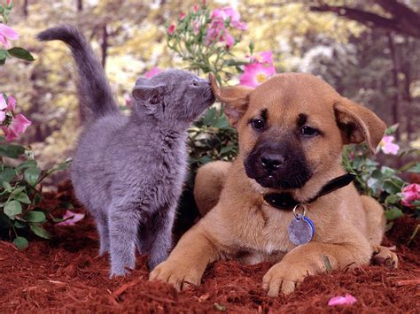 Cute Cat And Dog Playing In The Park Wallpapers HD / Desktop and Mobile ...