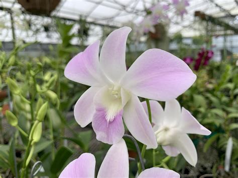 Dendrobium Pink Sonia (4" plastic pot) - Sundance Orchids