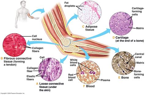 Connective Tissues | Loose connective tissue, Body tissues, Tissue types