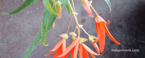 Begonia Boliviensis Care And Growing Guide - Indoor Monk